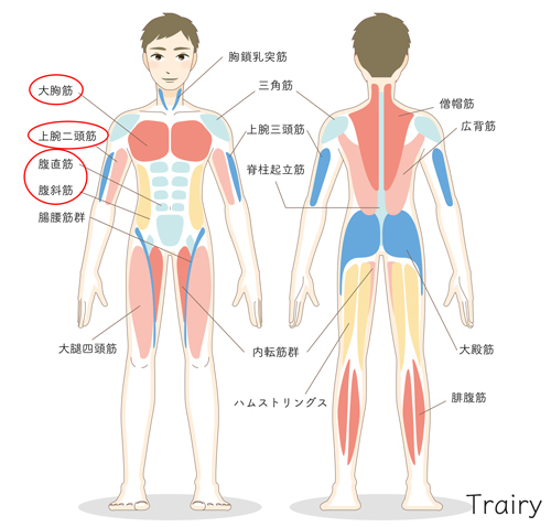 マッチョが好きな女性の心理と特徴15個 筋肉好きな女性 Trairy Media